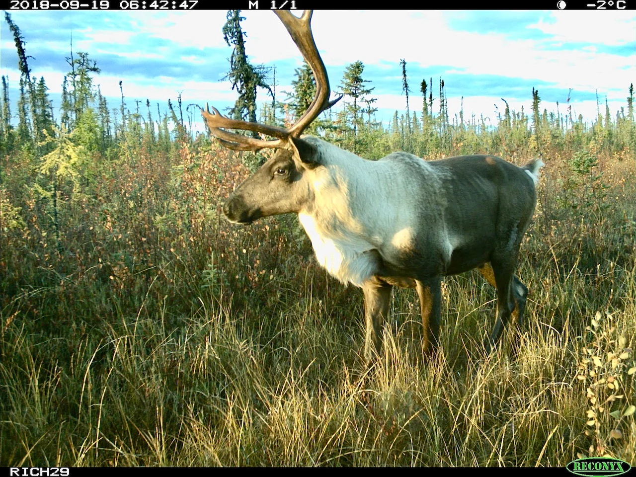 Caribou/Cole Burton /UBC Faculty of Forestry