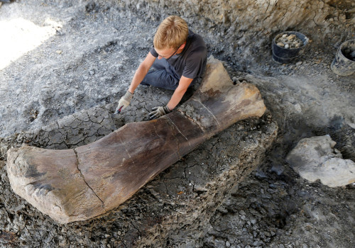 Dinosaur bone bigger than a human being unearthed in France - The Weather  Network