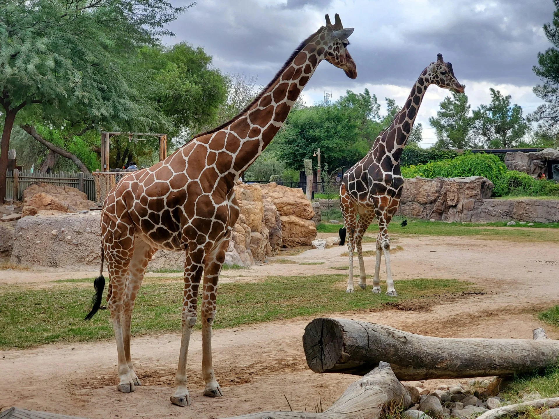 Des animaux ont un comportement étrange durant une éclipse solaire