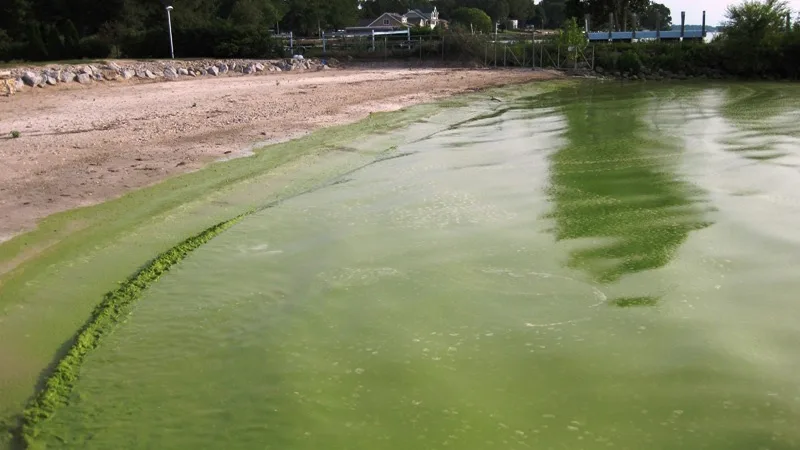 Blue-gree algae bloom Lake Erie