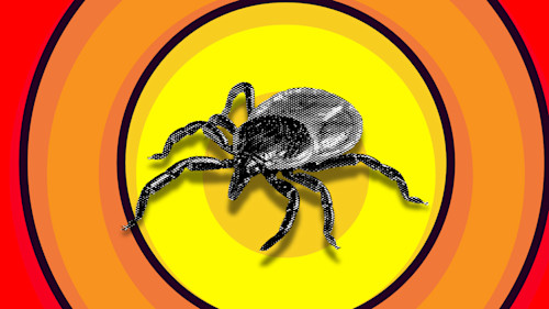 We regret to inform you that tick season has started - The Weather