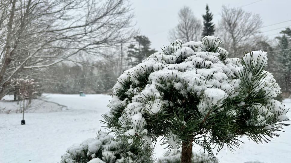 School cancelled in parts of N.S. as wintry storm arrives