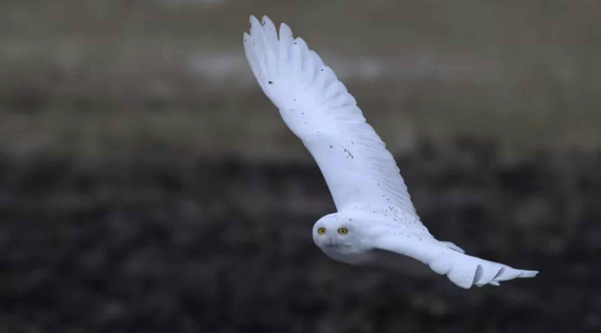 'They're just stunning': Snowy Owls return to Regina area for winter
