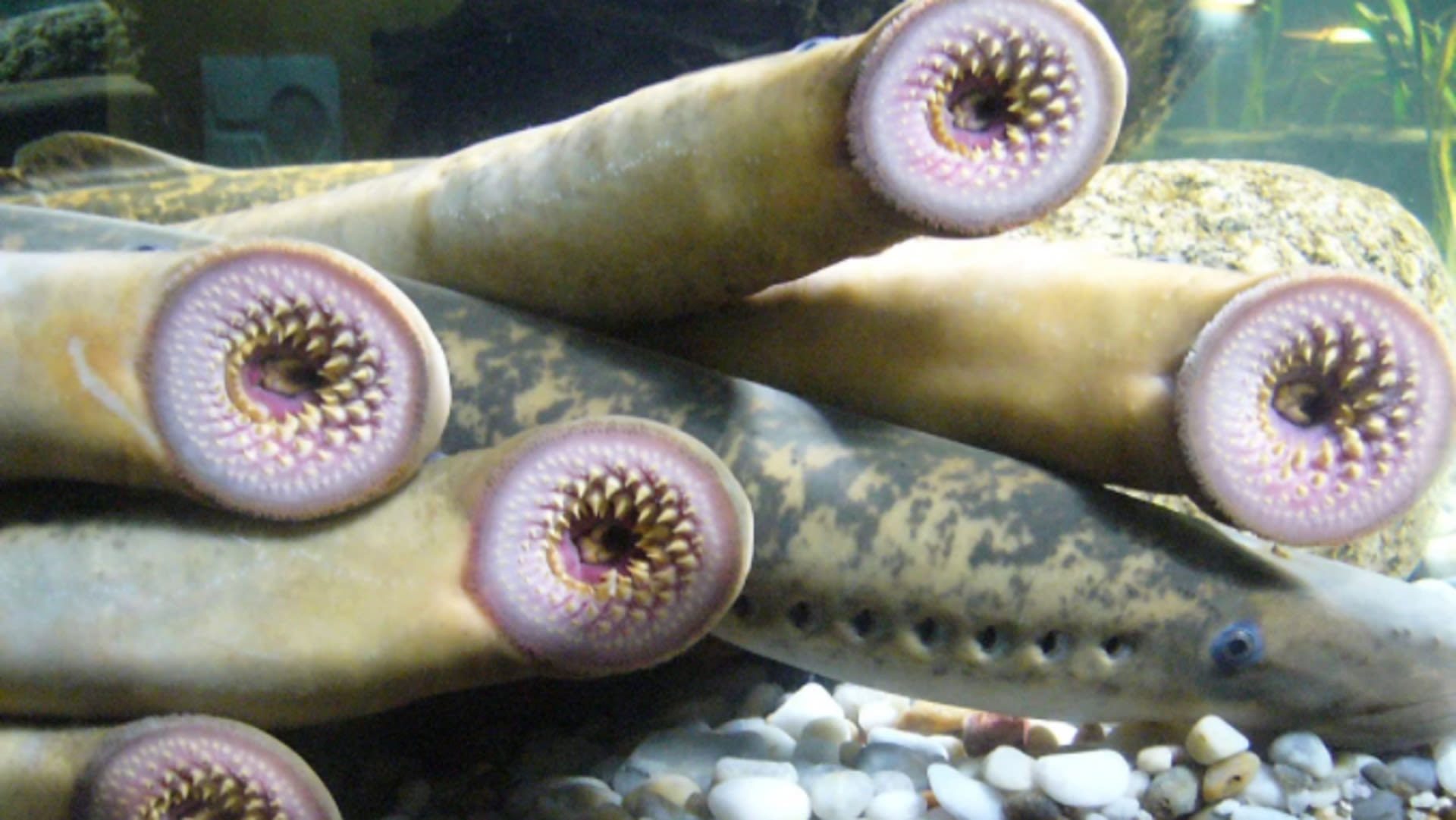 Un poisson vampire nage encore dans les Grands Lacs - MétéoMédia