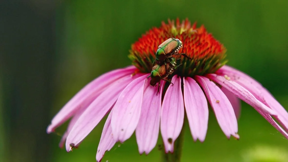 CBC Japanese beetles are known to munch on grass roots and more than 300 plant species. (CBC/Radio-Canada)