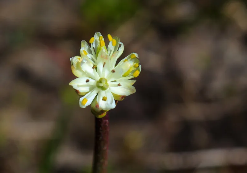 New kind of carnivorous plant discovered in B.C.