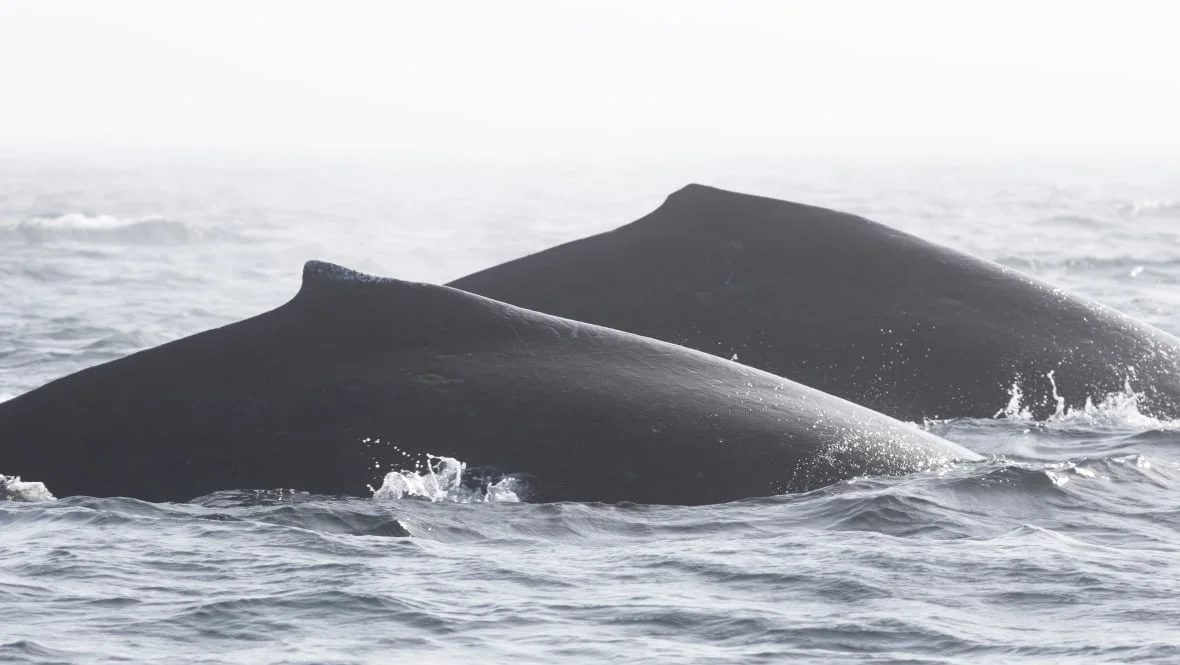 reaper-and-hydra-humpback-whales/(Mollie Naccarato/PWWA via CBC