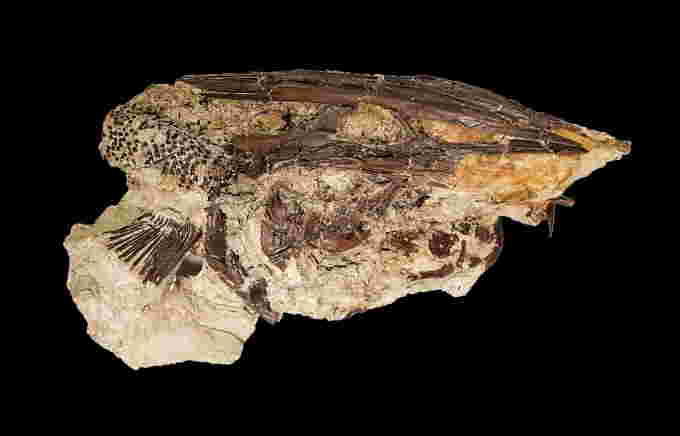 REUTERS: The fossil of a Cretaceous Period paddlefish from the Tanis site in what is now southwestern North Dakota is seen in this undated handout image. Courtesy of During et al./Handout via REUTERS