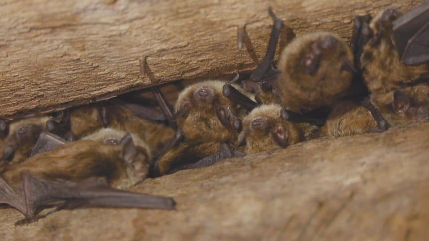 N.B. devastated bat world offers cause for a bit of optimism
