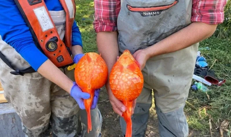 Football-sized goldfish cloning themselves in B.C., Ontario waters