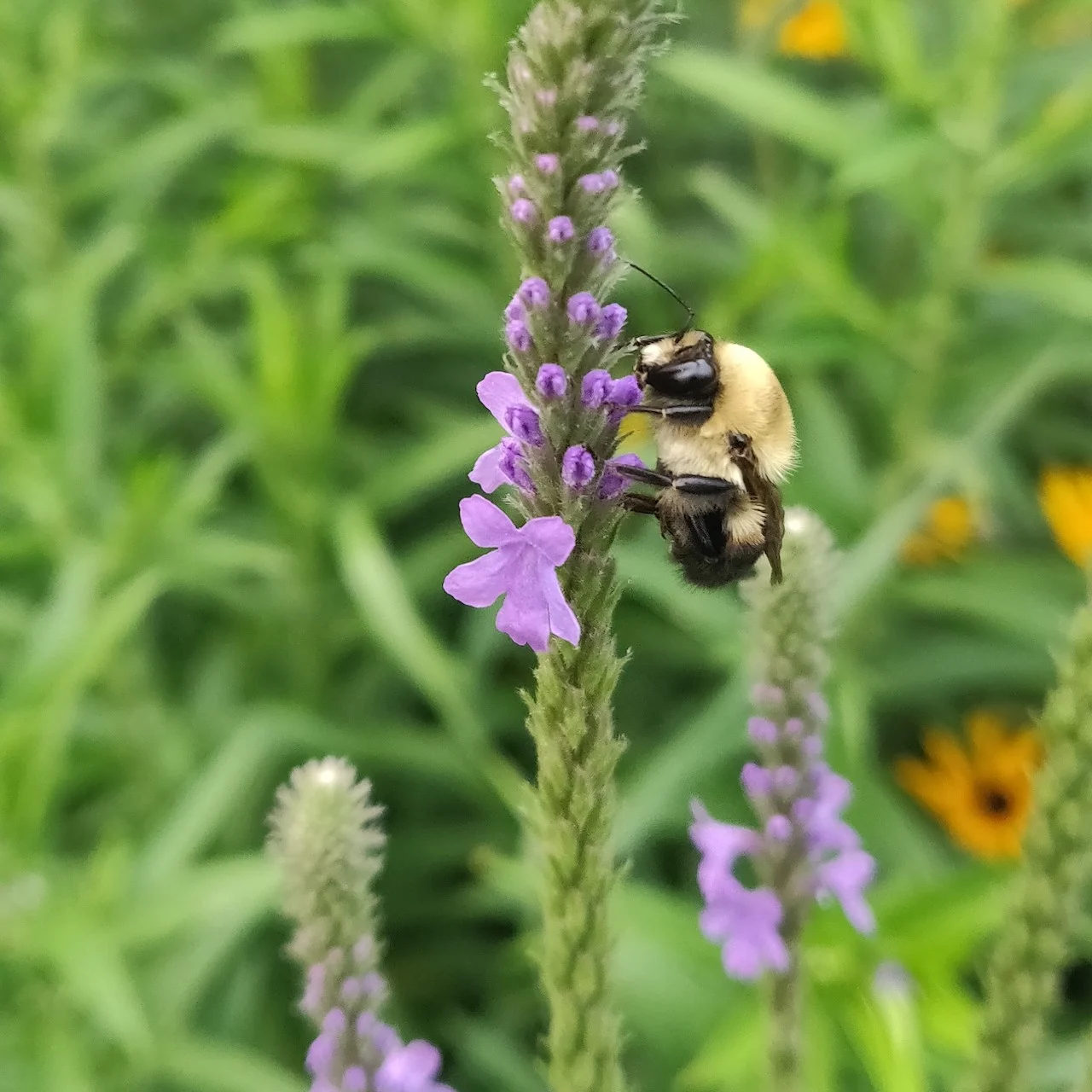 Hoary vervain and common eastern bumble bee/Ryan Godfrey via WWF-Canada