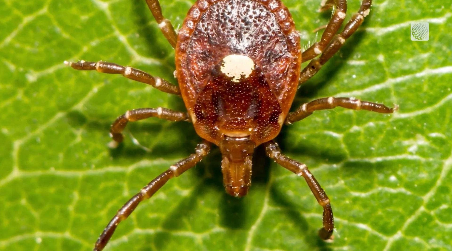 HB2060: Lone star tick