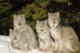 POV: Canada's big cats