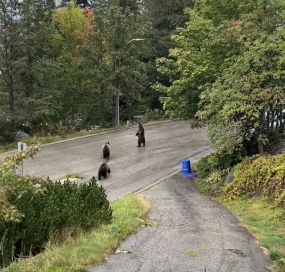 grizzly-family/Alii Simmonds via CBC