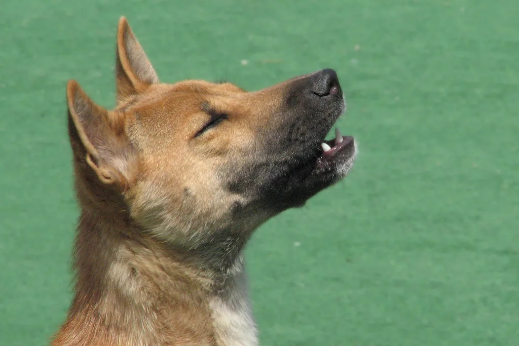 Rare 'singing' dog found flourishing in remote Indonesia region