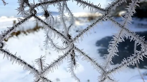 Froid