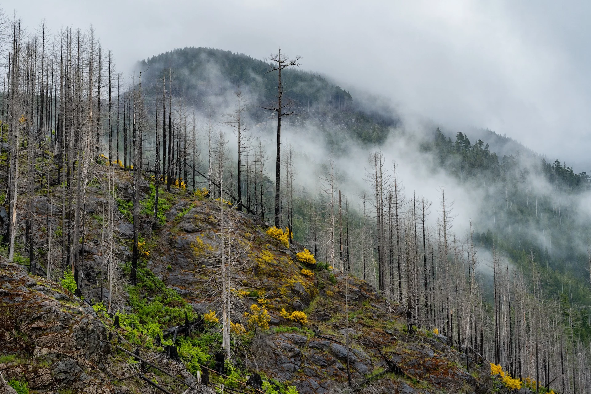 Vancouver Island deforestation/Getty Images-1329940102