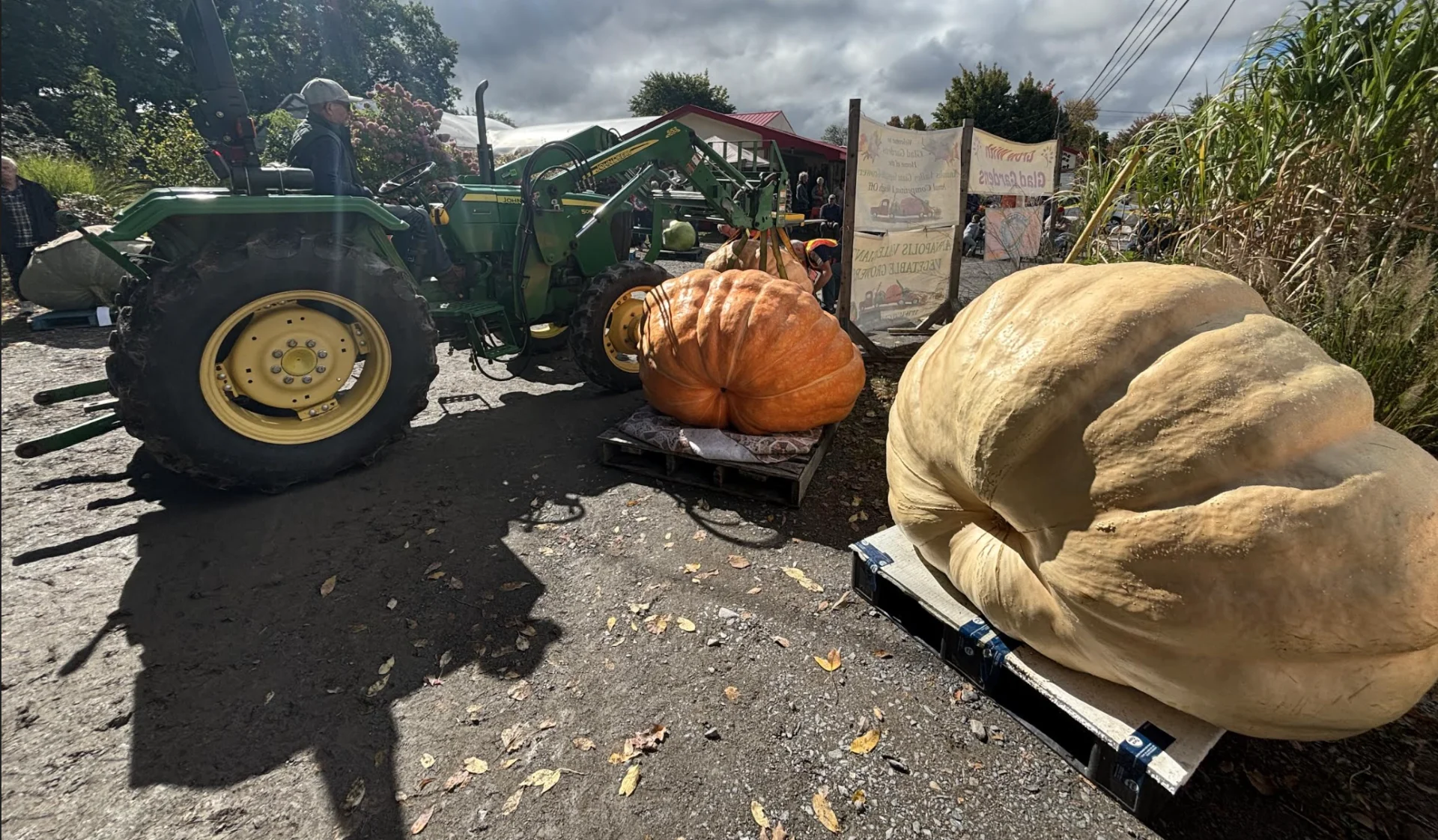 What does it take to grow a giant pumpkin like this?