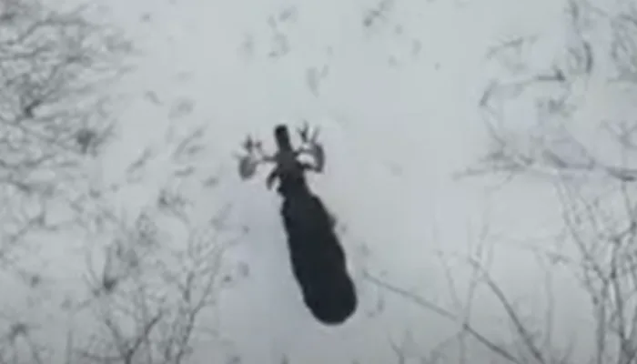 Incredible moment caught on camera: watch a bull moose shed its antlers