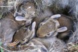 Found bunnies on your property? Here's what to do