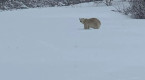 Triste fin pour l'ours polaire en Gaspésie