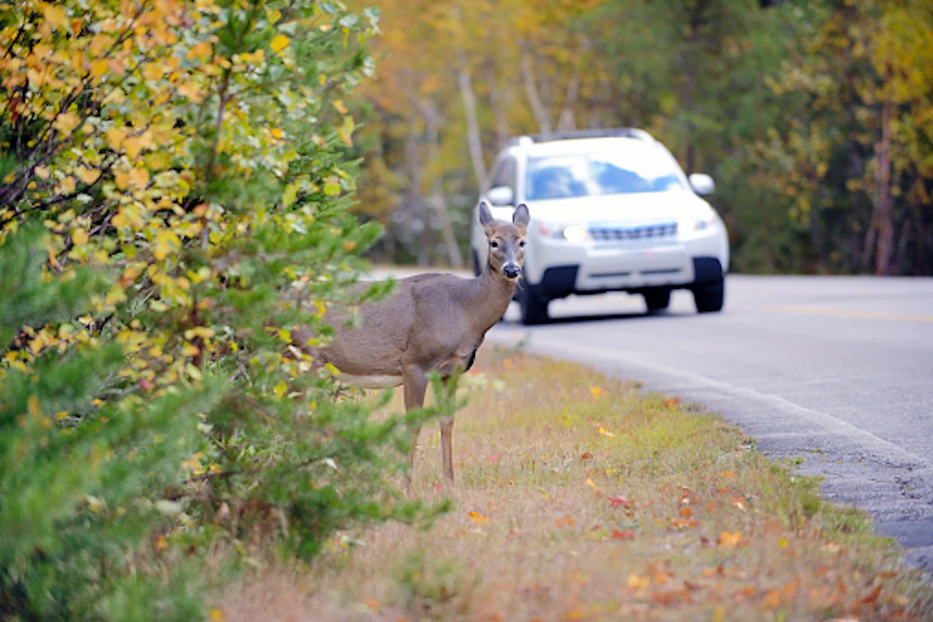 Deer on the side of the road/Getty Images/Pascal L Marius/522021227-170667a