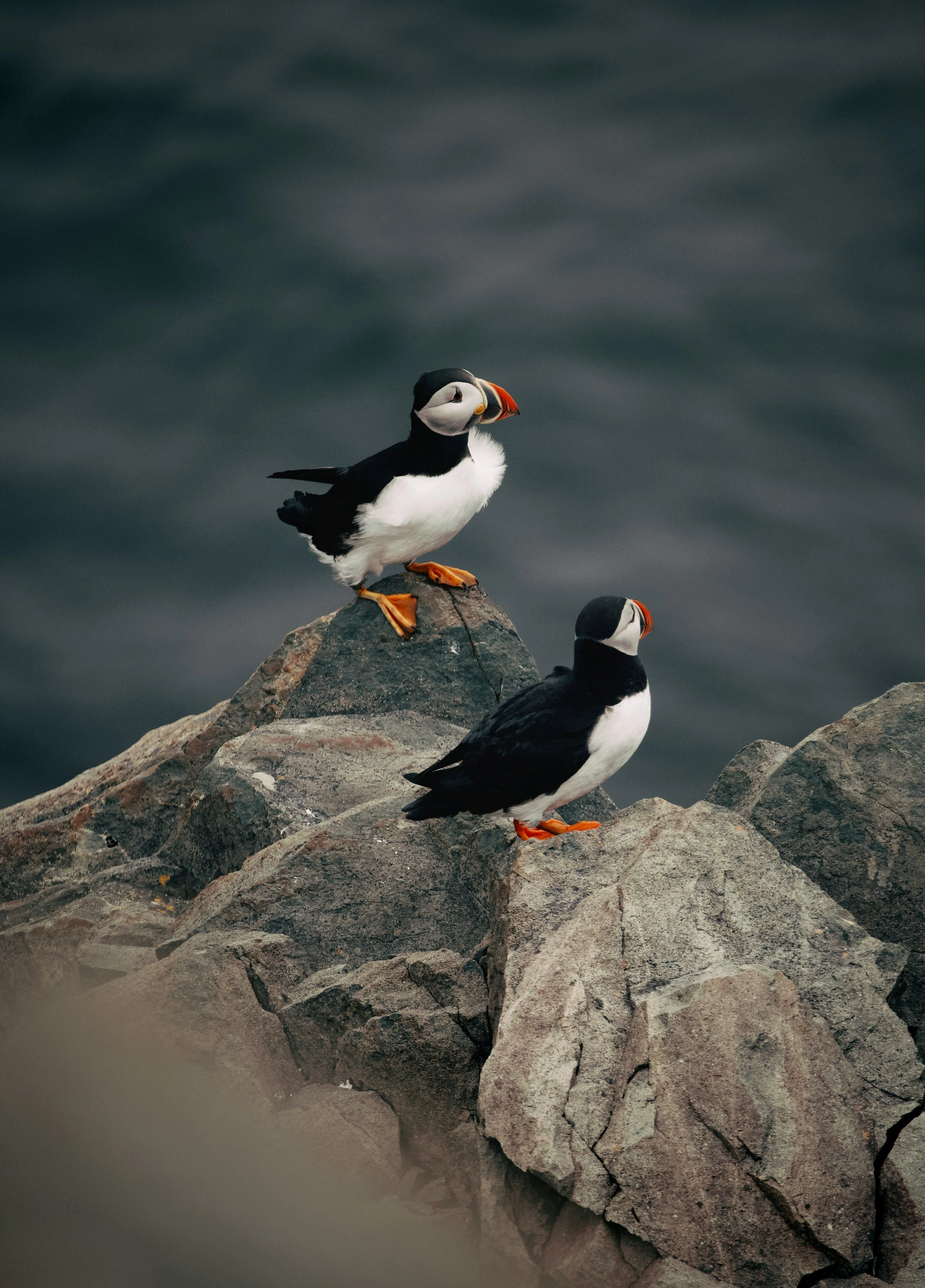 Atlantic puffin/gurpreet-singh-MCP78O1Nl84-unsplash