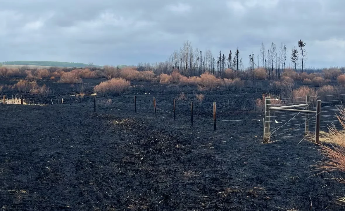 (CBC) Scorched fields Alberta fires May 7 2023