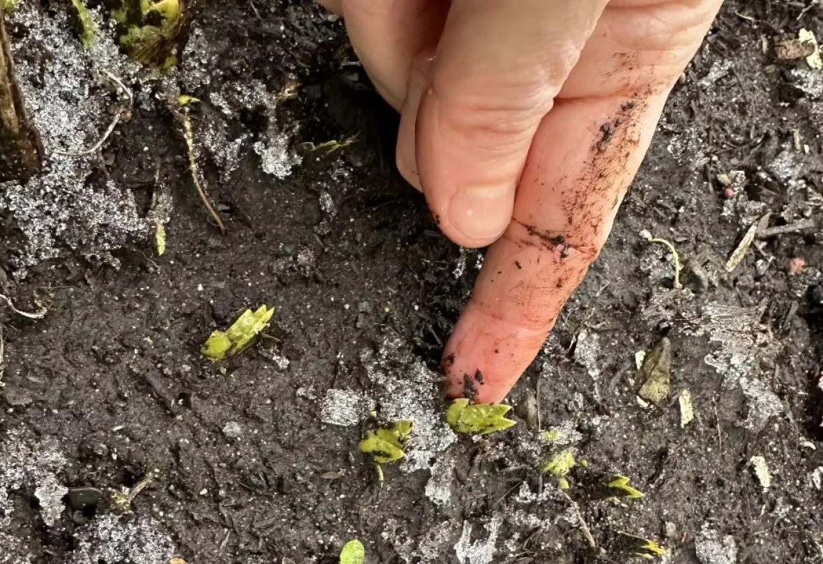 CBC News: Warmer winter temperatures early plant growth in some Nova Scotia gardens. (Niki Jabbour)