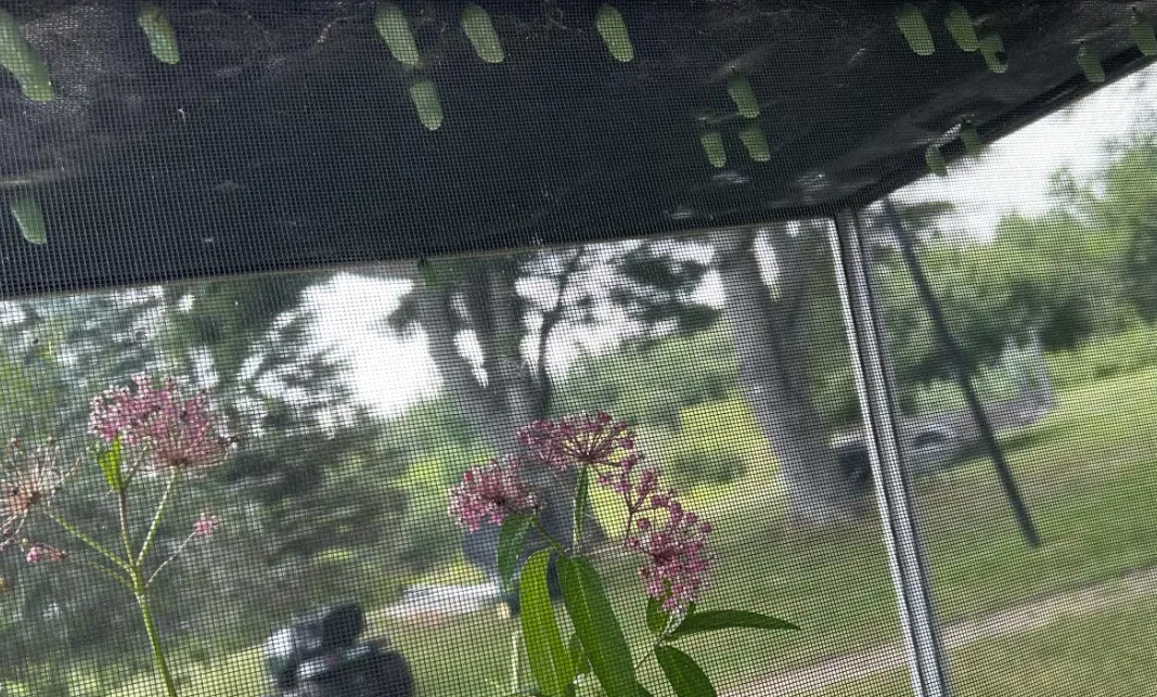 CBC: Monarch butterfly chrysalises on the roof of an enclosure with milkweed plants. (Rhythm Rathi/CBC)