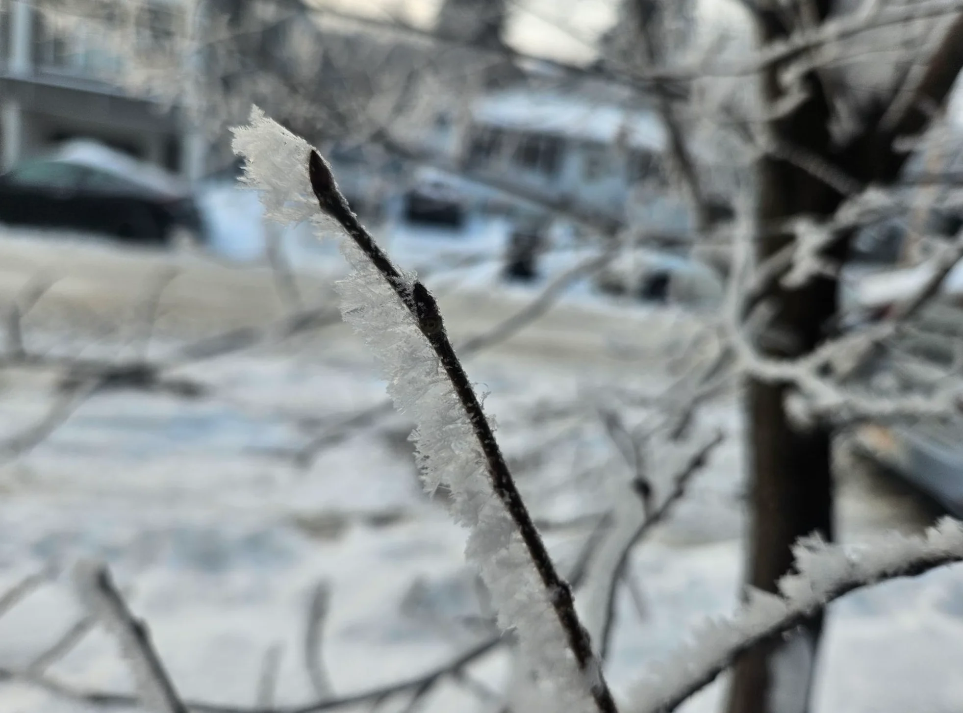 Connor O'Donovan: Rime ice in Calgary, Alberta on November 28, 2024 (2)