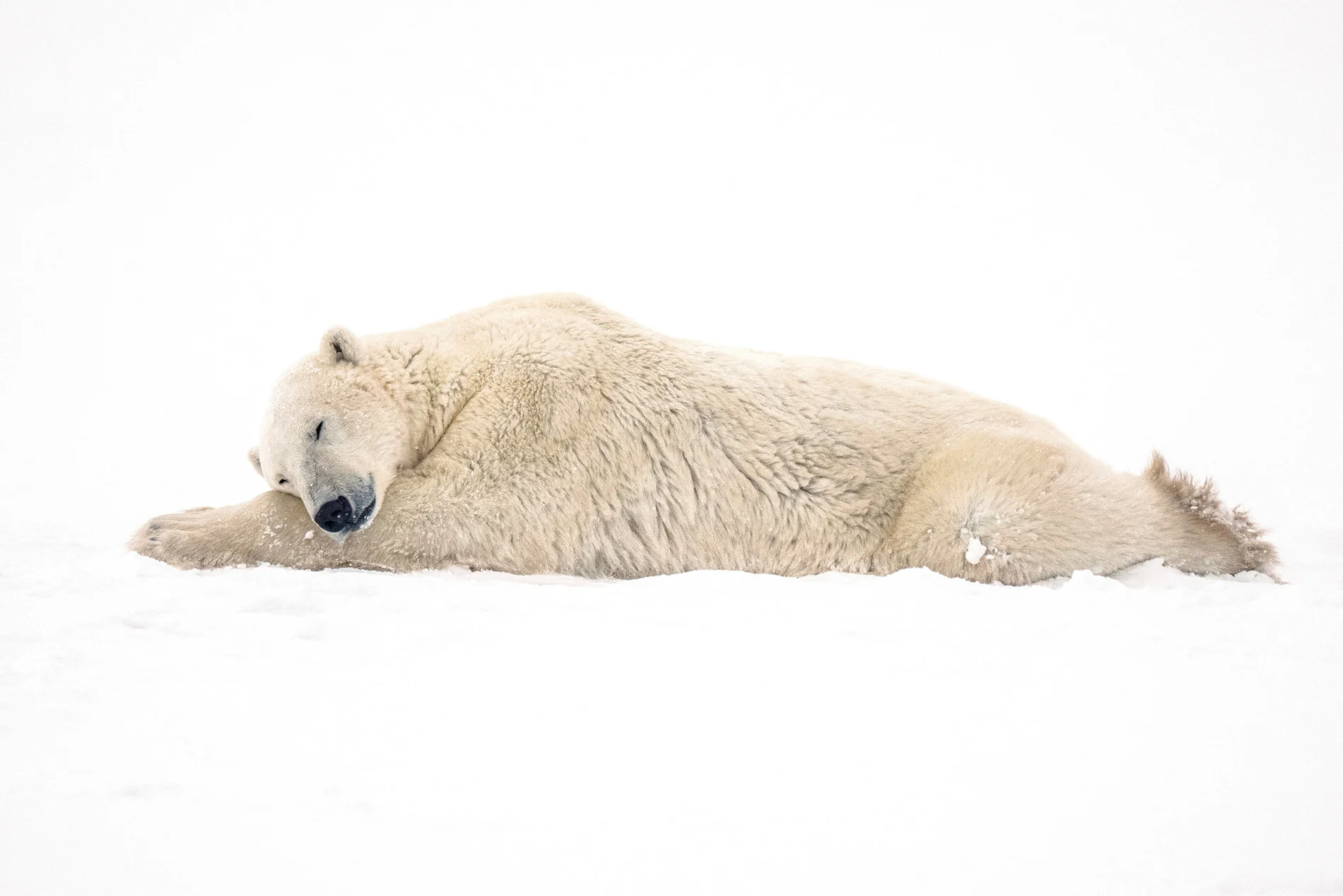 Canada's Hudson Bay polar bear population plummets as Arctic warms