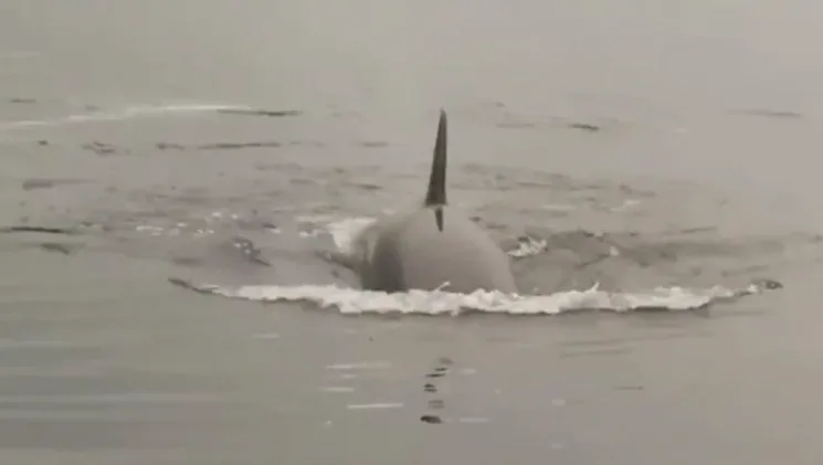 Wakeboarders have close encounter with killer whales in B.C.