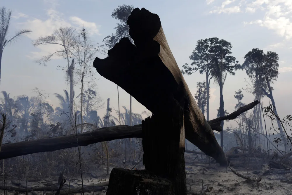 Carbon emissions from tropical forest loss underestimated, scientists say