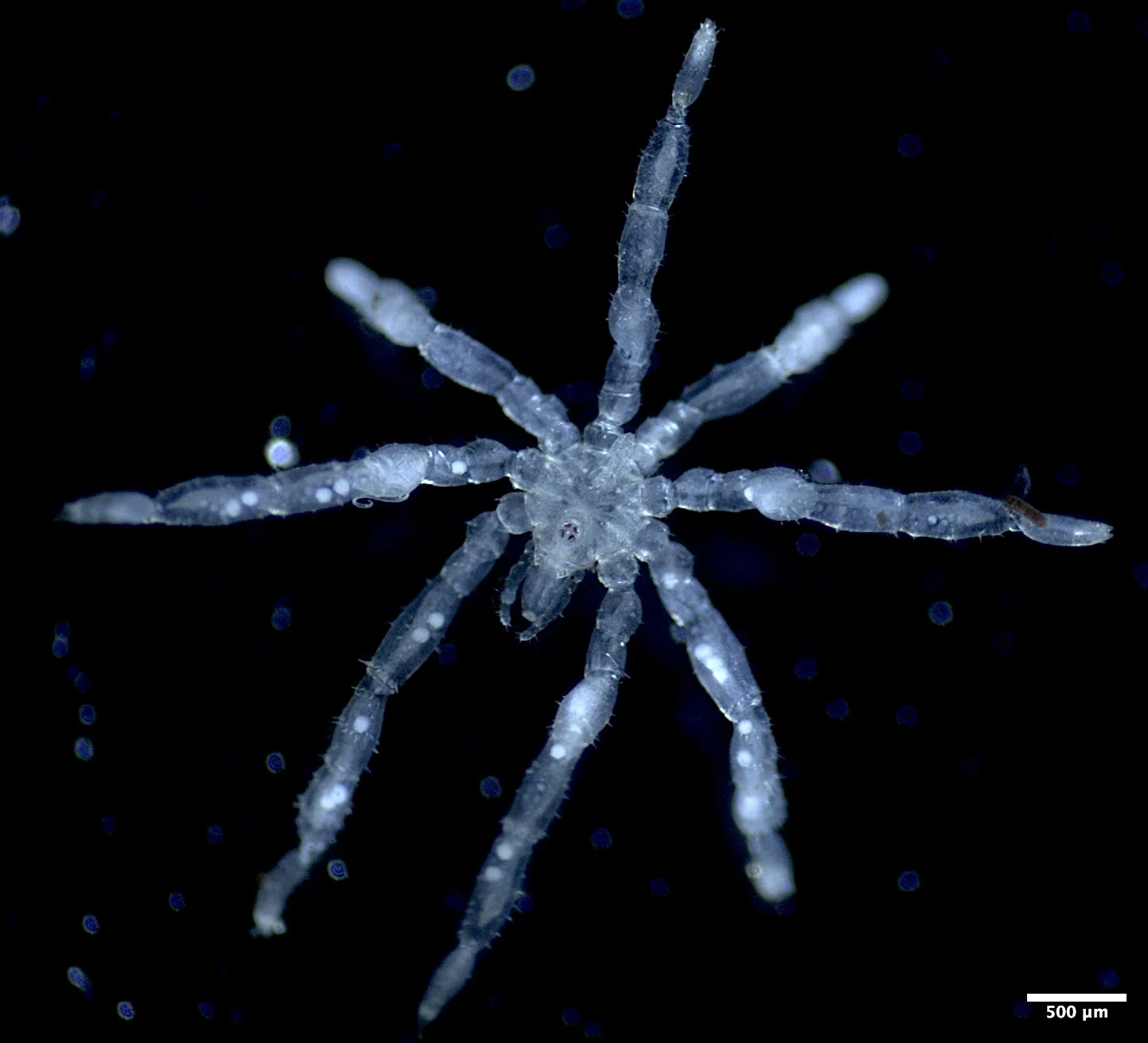 A closeup of Tanystylum kiixin, a newly discovered sea spider from the Salish Sea off of B.C.'s coast. (Credit: Cormac Toler-Scott)