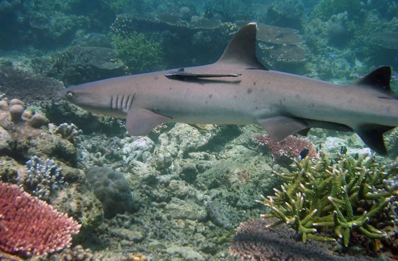 philippines coral reef wiki cc