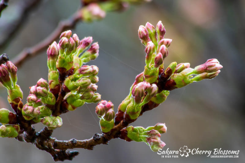 What the spring 'Leaf Out' can tell us about how well the season is ...