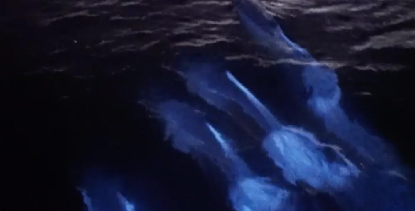 Mesmerizing footage captures glowing blue dolphins after sunset