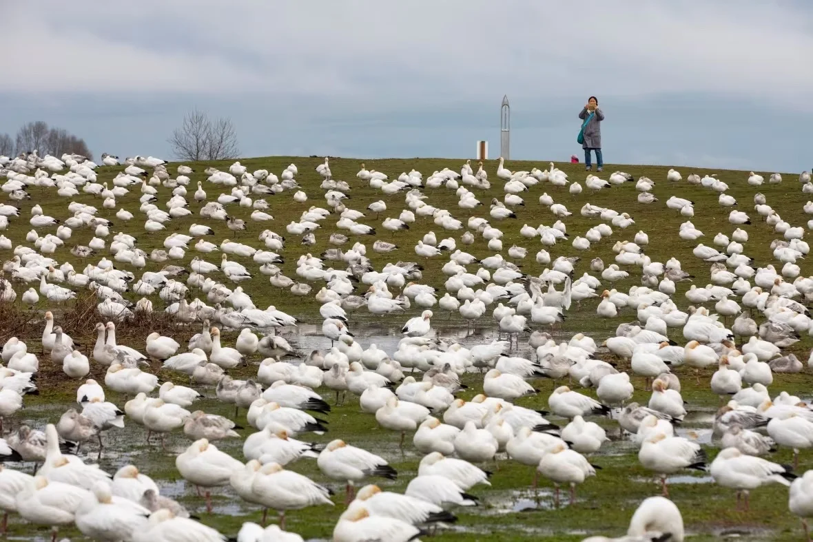 snow-geese-migration/Ben Nelms/CBC