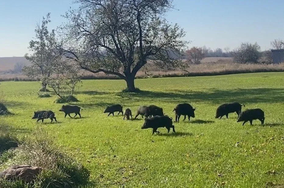 Wild pigs seen roaming Ontario city, but government is on their tails