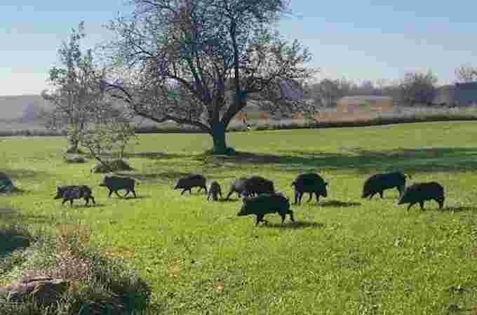 Pickering wild pigs/Ryan Johnstone