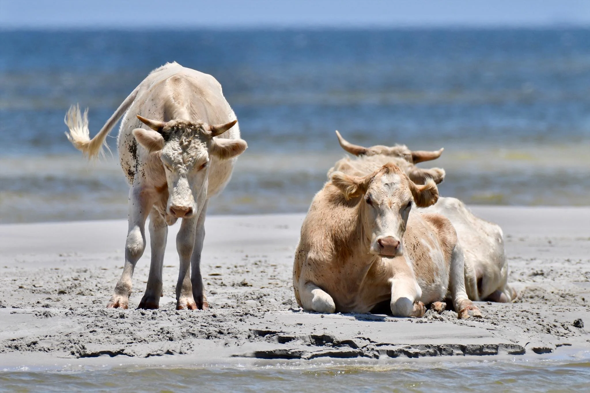 cedar island cows rhonda hunter photography