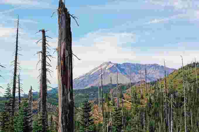 Twenty years after the 1980 eruption, dead trees caused by the blast are still standing.