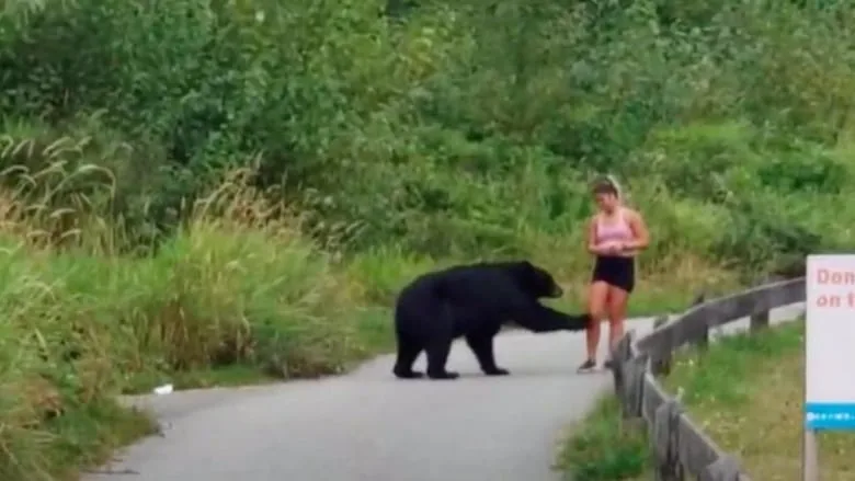 Video captured of black bear taking swipe at runner on popular Canadian trail