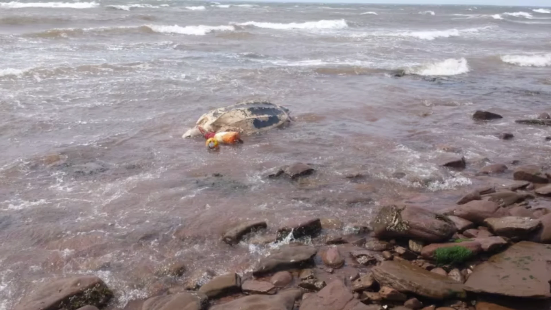 A massive, rare sea turtle washed up on P.E.I.