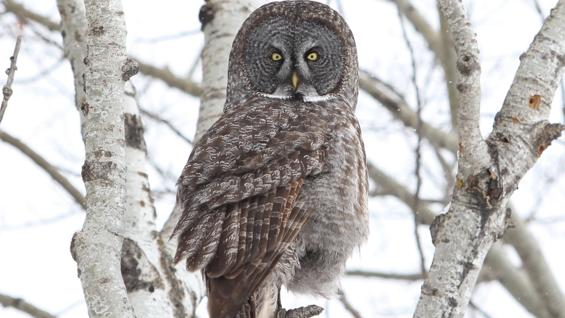 UGC - Owl 