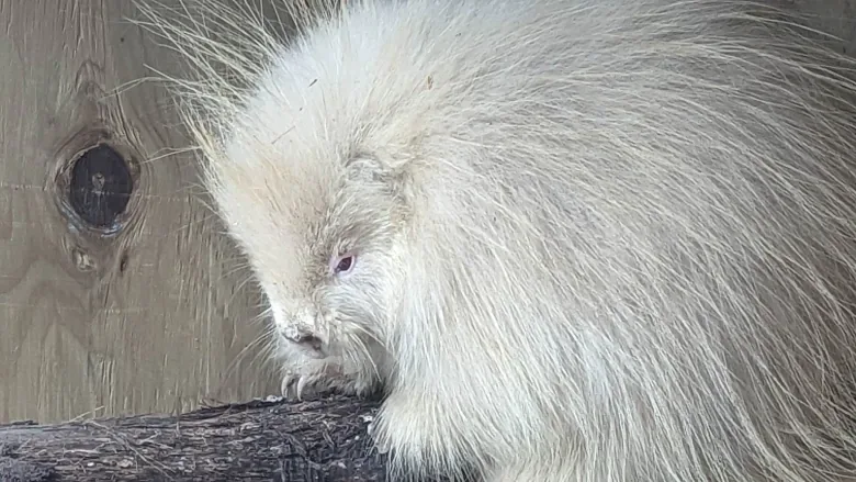 Rare albino baby porcupine rescued in northern B.C.