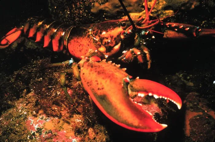 Lobster NOAA wikimedia