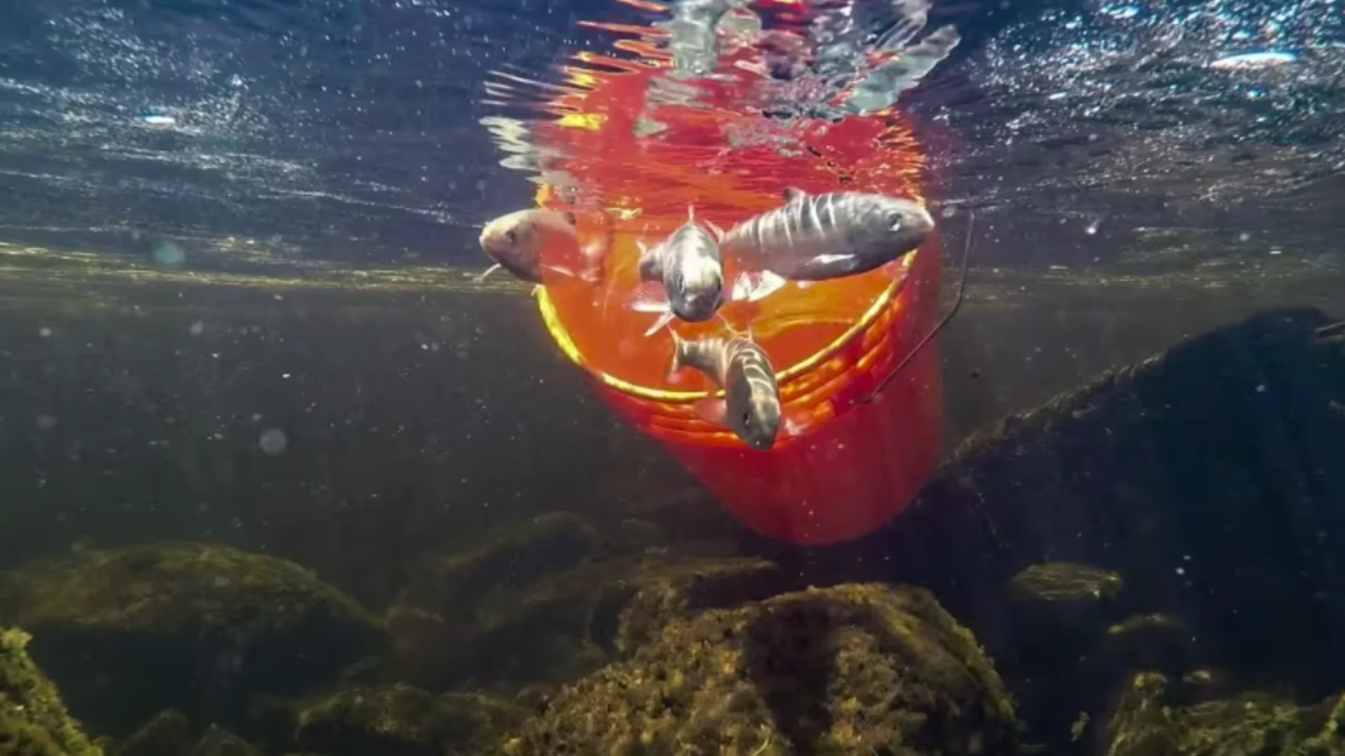 Seeking a safe place for one of Canada's most endangered freshwater fish