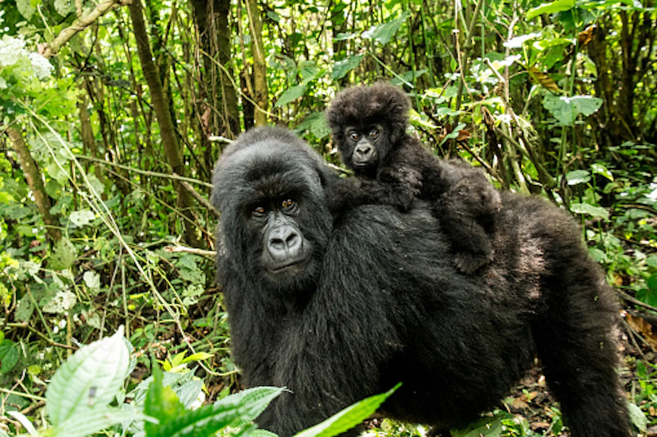 Apes/Getty Images-Simoneemanphotography-516217098-170667a